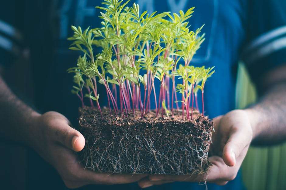 sustainable growth strategies